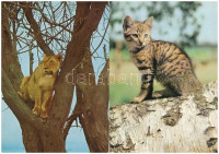25 db MODERN állatos motívum képeslap / 25 modern animal motive postcards