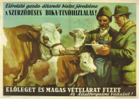 Előrelátó gazda állandó biztos jövedelme a szerződéses bika-tinóhízlalás! Előleget és magas vételárat fizet az Állatforgalmi Vállalat! - Grafikus: Pál György