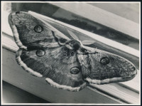 cca 1934 Kinszki Imre (1901-1945) budapesti fotóművész hagyatékából, feliratozott vintage fotóművészeti alkotás (Lepke az ablakban), 16,4x22 cm