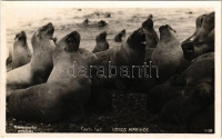 Lobos marinos / Oroszlánfókák / sea lions