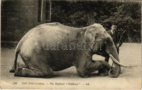 London, The Zoo. The Elephant 'Obedience' (EK)