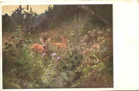 Deers, B.K.W.I. 522-6. (EK)