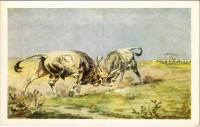 Párbaj a pusztán. Magyar folklór művészlap / Hungarian folklore art postcard s: Benyovszky